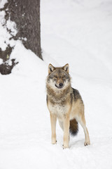 Gray wolf in winter