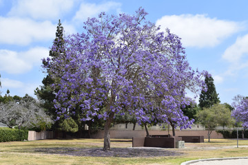 Purple Blossom in Spring, Orange County