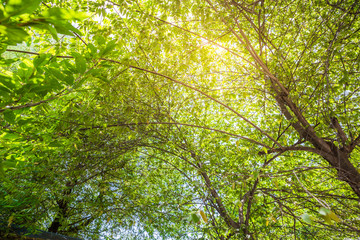 Tree in the garden