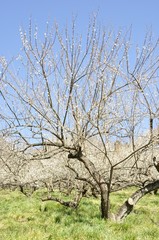 Fototapeta premium 梅