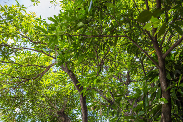 Tree in the garden