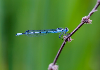 Common Blue Damselfly (Enallagma cyathigerum) resting at lake, macro