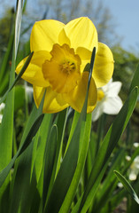 Small yellow daffodils in green grass on sunny day Springtime motive; Miniature yellow narcissus in garden