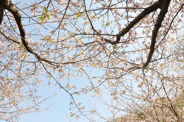河津桜