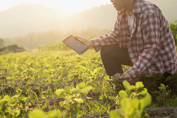 Farmer man read or analysis a report in tablet computer on a agriculture field with vintage tone on...