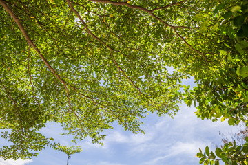 Tree in the garden