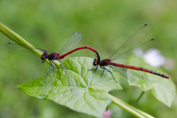 Large Red Damselfly, Pyrrhosoma nymphula, male and female copulate on green leaf