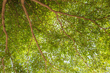 Tree in the garden