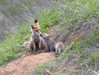 Fox with his brood of cubs