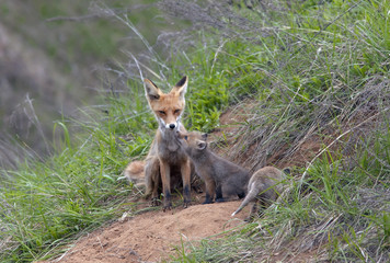 Naklejka na ściany i meble Fox with his brood of cubs