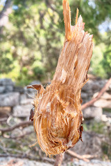 in the forest some cut trees and neddles