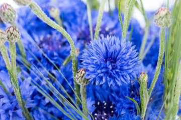 Bouquet of cornflower and green ears. Blue summer meadow flowers and green barley ears. Cornflowers are beautiful summer events, festivals, greeting decors. Rustic wildflowers bouquet picked in summer