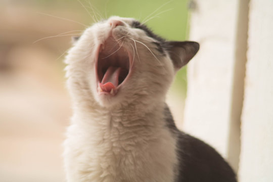 Close photo of a cat yawning