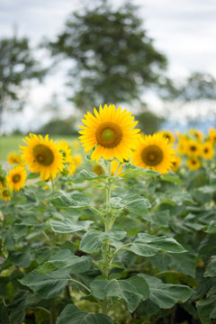 Beautiful sunflower field landscape.