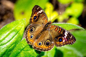 Fototapeta premium butterfly