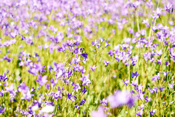 Purple bells in a flower garden with shallow depth of field