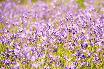 Field flower the Hand bell on a summer meadow
