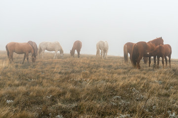 Fototapeta premium A herd of red horses, including a Mare with foal, grazing in a meadow in the mist on an autumn morning