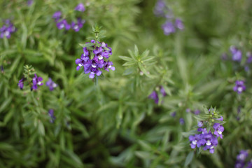 Purple flowers