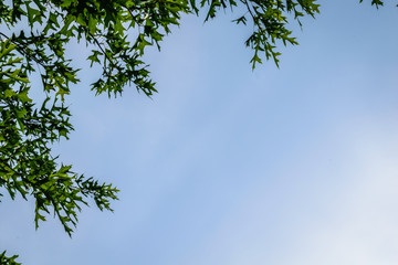 Blue sky background frame on top and left with tree leaves