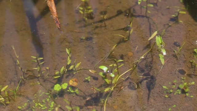 オタマジャクシ 蛙の子 泳ぐ tadpole