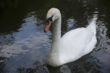 Naklejka premium White swan