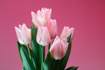 チューリップの花