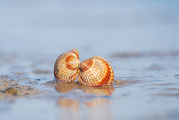 Seashell on the sand at the beach, concept of summer vacation. One seashell on the beach by the sea