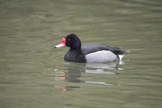 Beautiful Portrait of Rosy-Billed Pochard duck bird Netta Peposaca on water in Spring