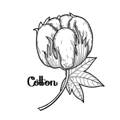 Graphic cotton plants