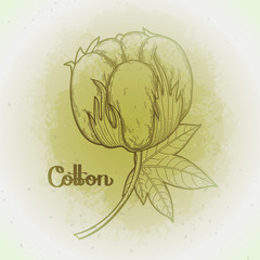 Obraz premium Graphic cotton plants