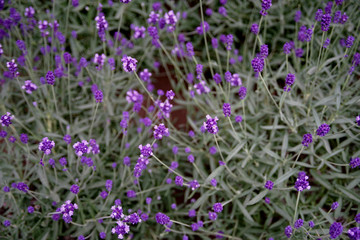 Young Lavender