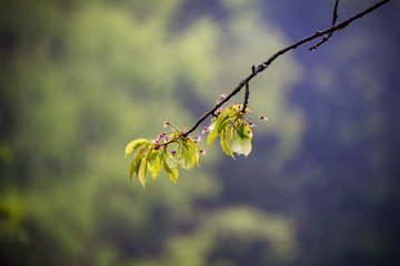 Nature Carpathians in the rain. Near the waterfall Kamyanka