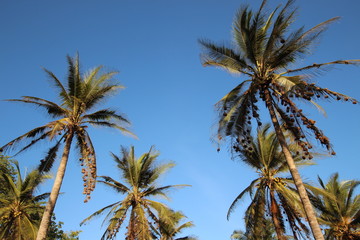 Weaverbird´s Nests on Coconut Palm Tree / Kizimkazi, Zanzibar Island, Tanzania, Indian Ocean, Africa