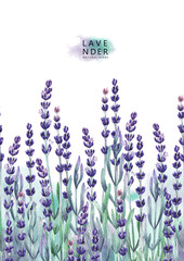 Watercolor lavender design