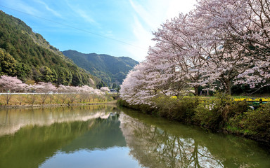 Fototapeta na wymiar 桜と湖面