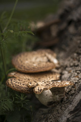 Bracket or shelf fungus on dead tree in forest with shallow depth of field in image