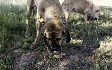 Dog eating bone