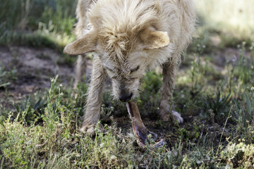 Dog eating bone
