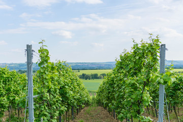 Fototapeta premium Blick durch die Reben