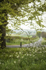 Fototapeta premium Beautiful English countryside landscape view through trees to fields beyond on Spring morning