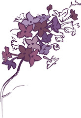 
Sketch of a blossoming lilac
