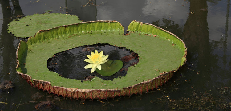 Victoria lotus leaf with yollow lotus in the center