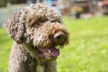 Brown dog standing outdoors. Focus point on the nose. The dog breed is Lagotto Romagnolo also known as the truffle dog.