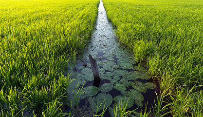A landscape shot of water irrigation system used for plantation.