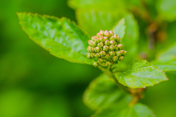 Young plants in the spring forest. Moscow region