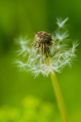 Dandelion in the spring forest. Moscow region