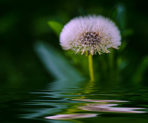 Dandelion in spring forest with reflection in water. Moscow region