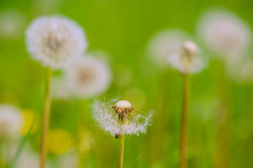 Dandelions in the spring forest. Moscow region
