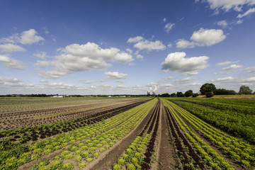 Fields with salad with a nuclear power station in the background, Germany